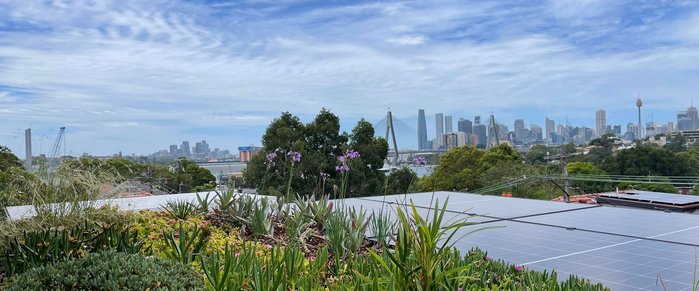A green roof at Alexandria planted by Sam Bacales over solar panels, with the Sydney skyline behind
